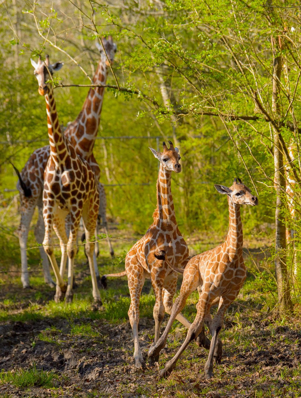 no.babygiraffe.030318.001